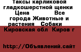 Таксы карликовой гладкошерстной щенки › Цена ­ 20 000 - Все города Животные и растения » Собаки   . Кировская обл.,Киров г.